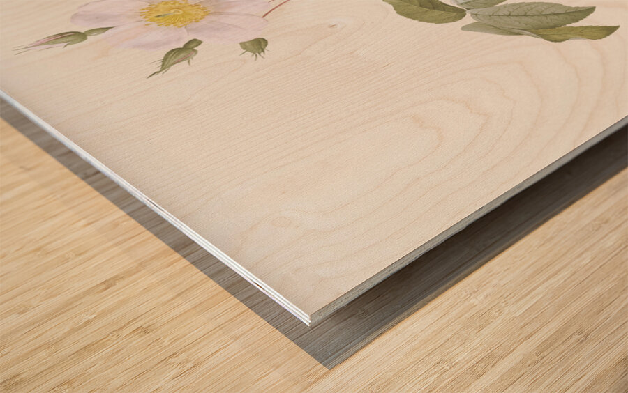 Big leaved climbing rose Wood print