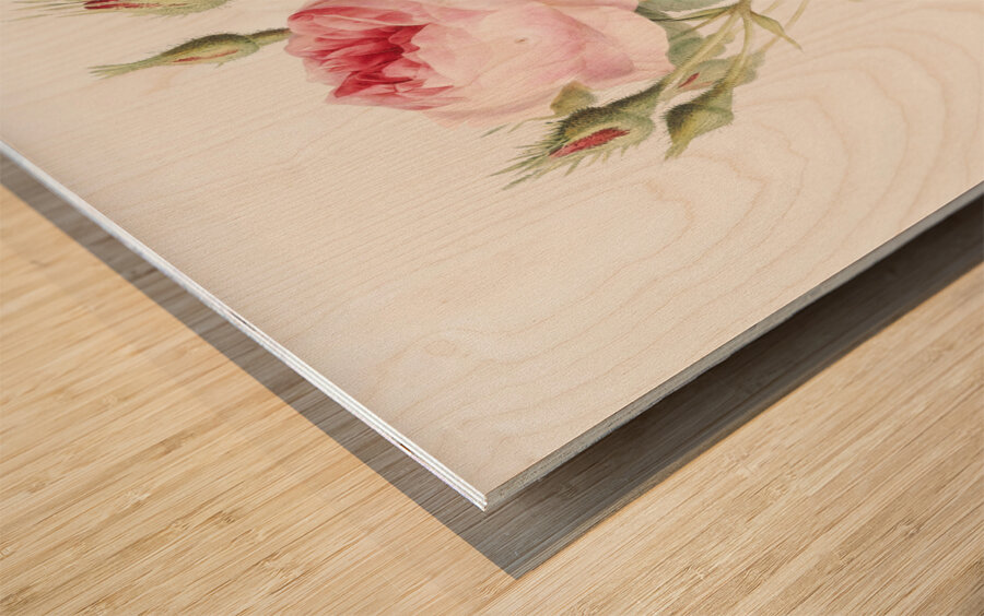 Vintage rosebush Wood print