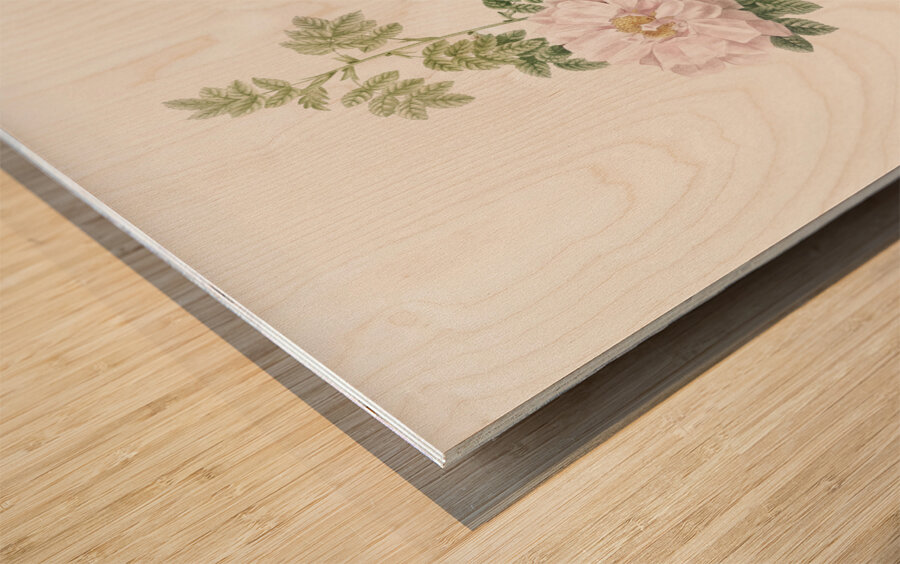 Ventenat rose in bloom Wood print