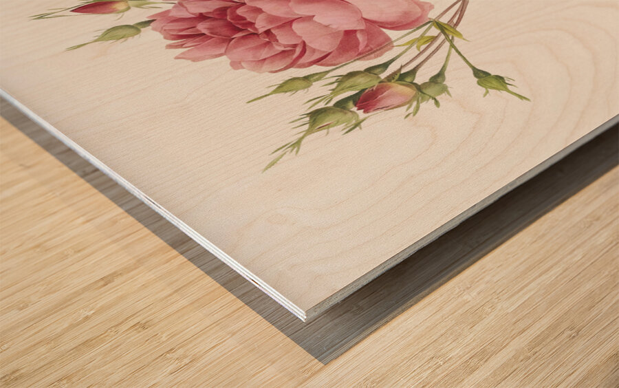 Pink agatha rose Wood print