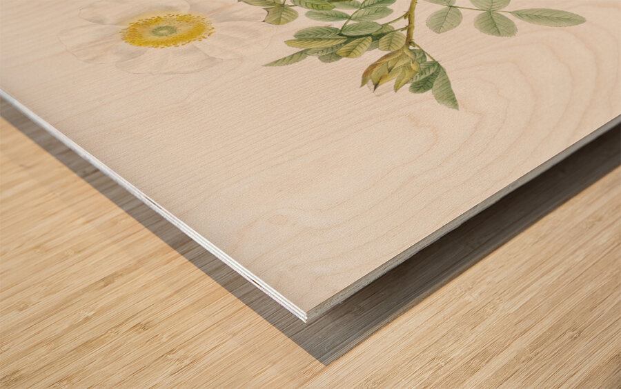 Macartney Rose Wood print