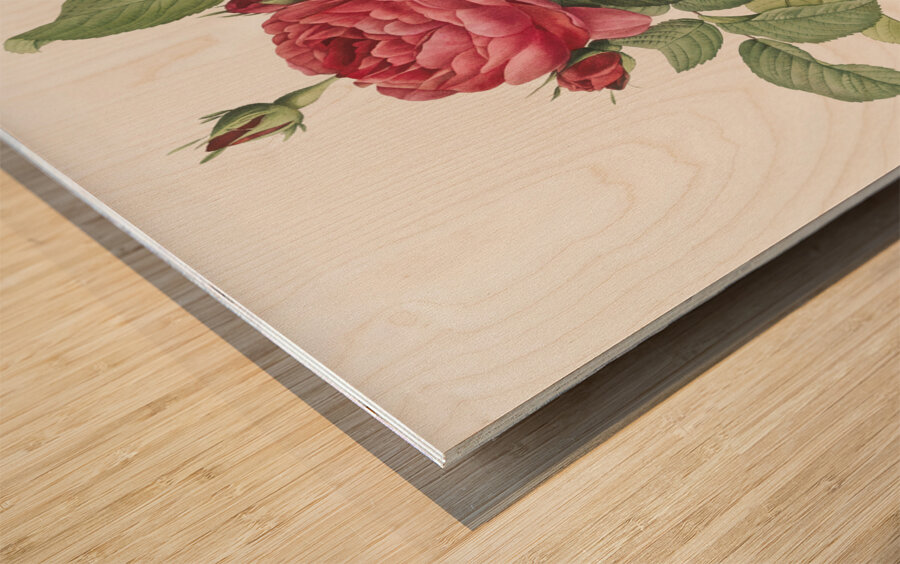 Red gallic rose Wood print
