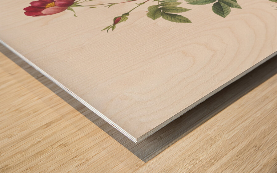 Blooming alpine rose Wood print