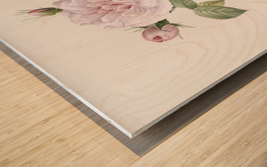 Vintage rosa alba Wood print