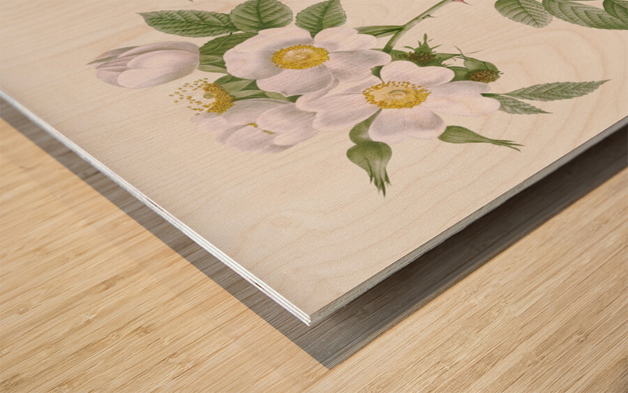 White flowered rose Wood print