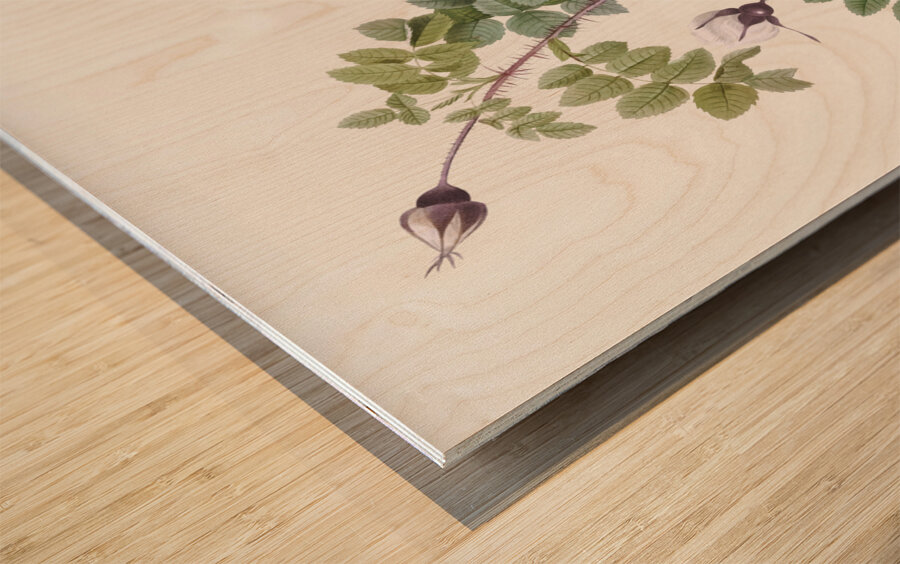 White flowered rose Wood print