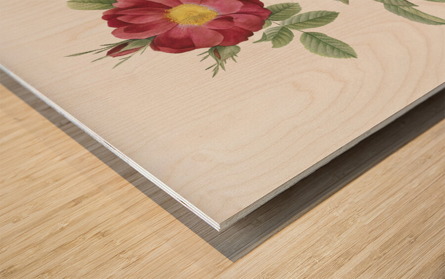 Blooming red postrland rose Wood print