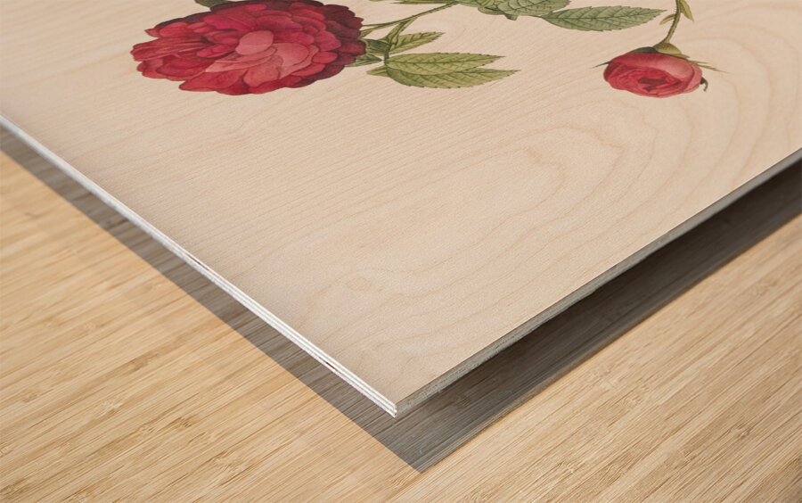 Agatha rose in bloom Wood print