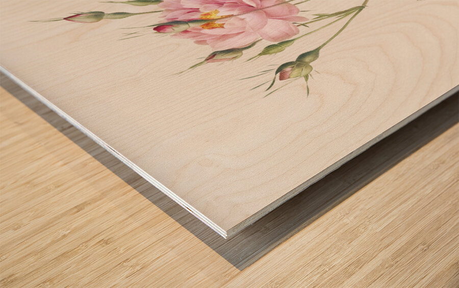 Anemone flowered sweetbriar rose Wood print