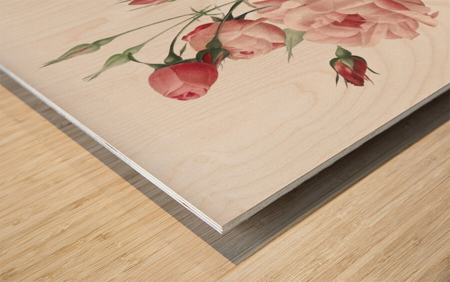 Anemone flowered sweetbriar rose Wood print