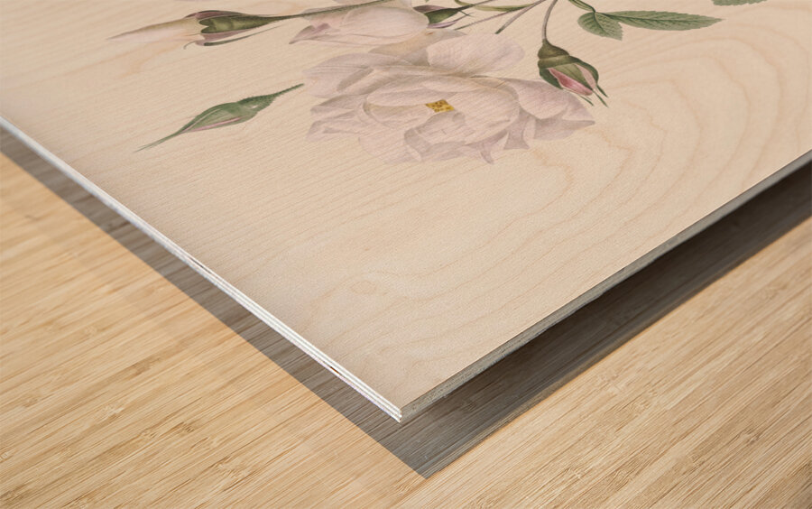 Vintage white rose Wood print