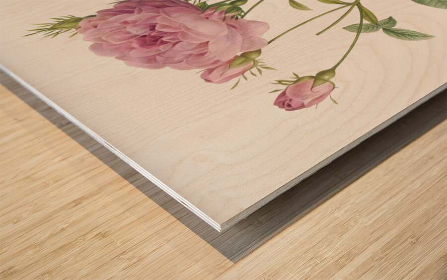 Pink french roses Wood print