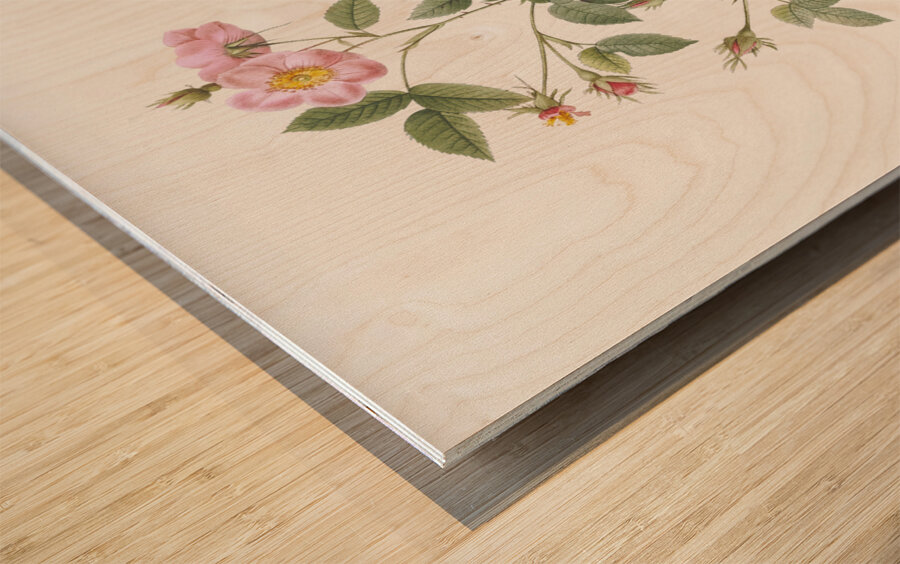 Speckled provins rose Wood print