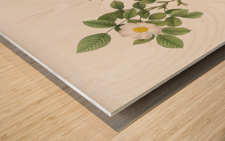 Vintage Rose of Dematra Wood print