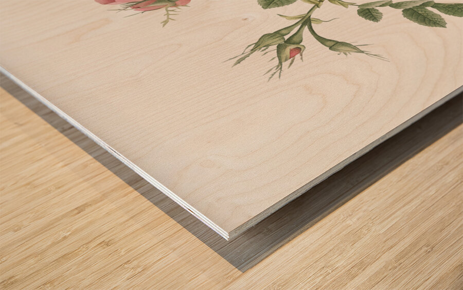 Small damask rose Wood print