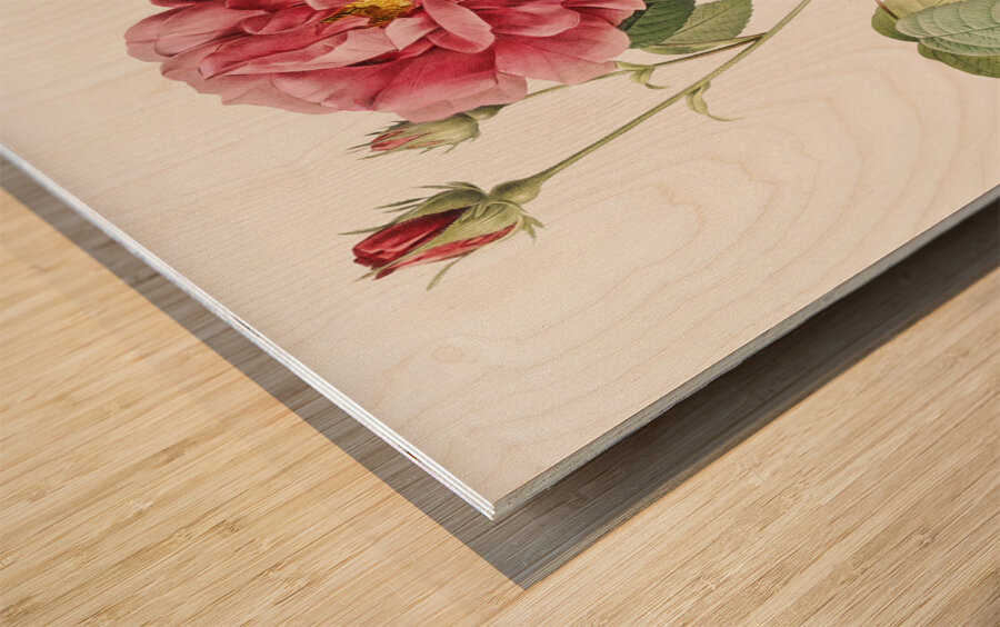 Vintage rosa gallica rose Wood print