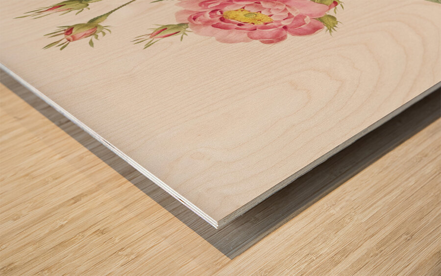 Vintage pink rose Wood print