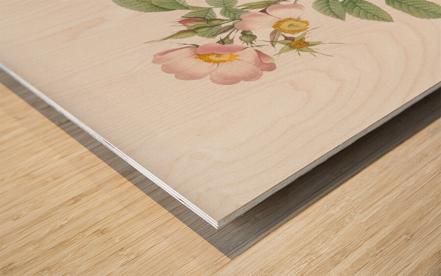 Beautiful field rose Wood print