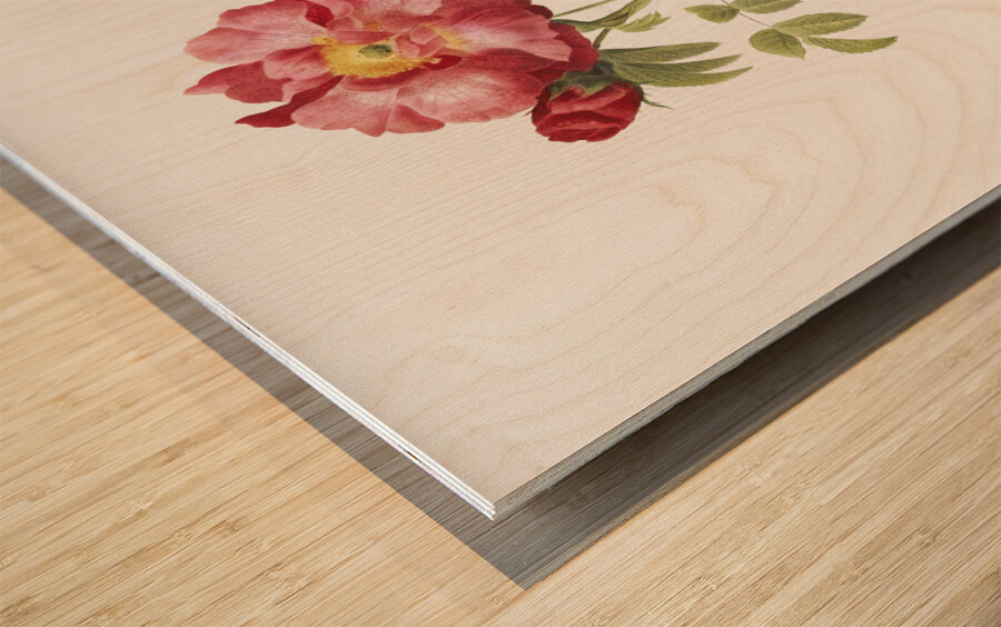 Pink provins rose Wood print