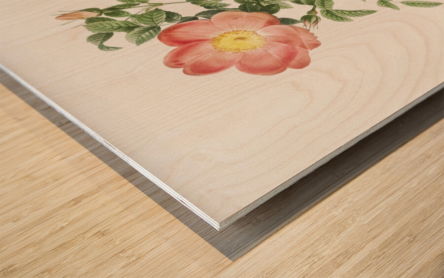 Pink provins rose Wood print