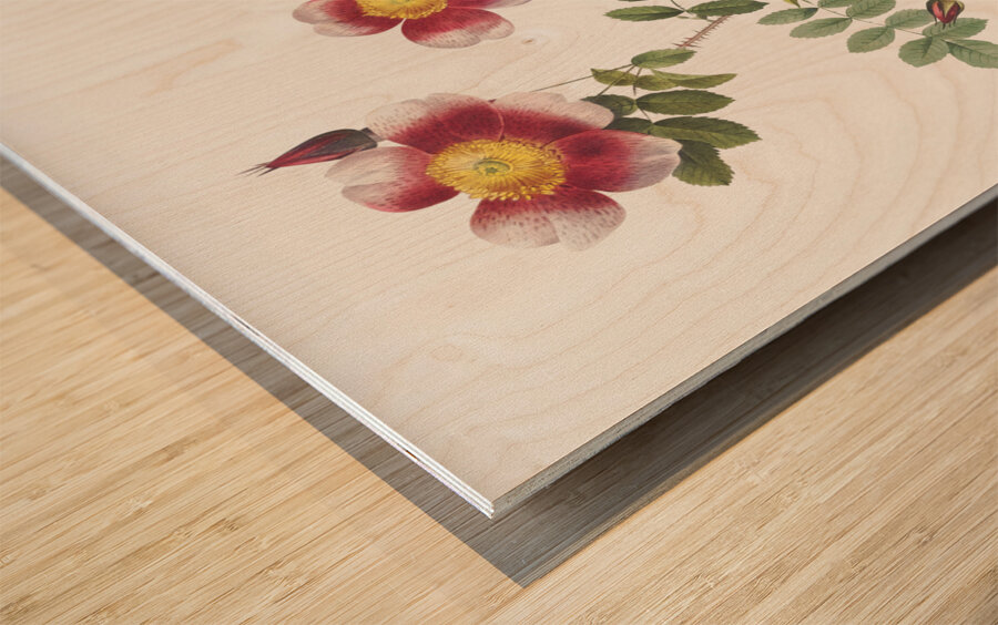 Vintage burnet rose Wood print
