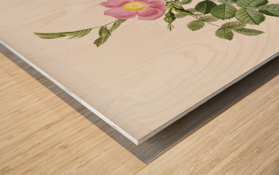 Pink sweet briar rose Impression sur bois