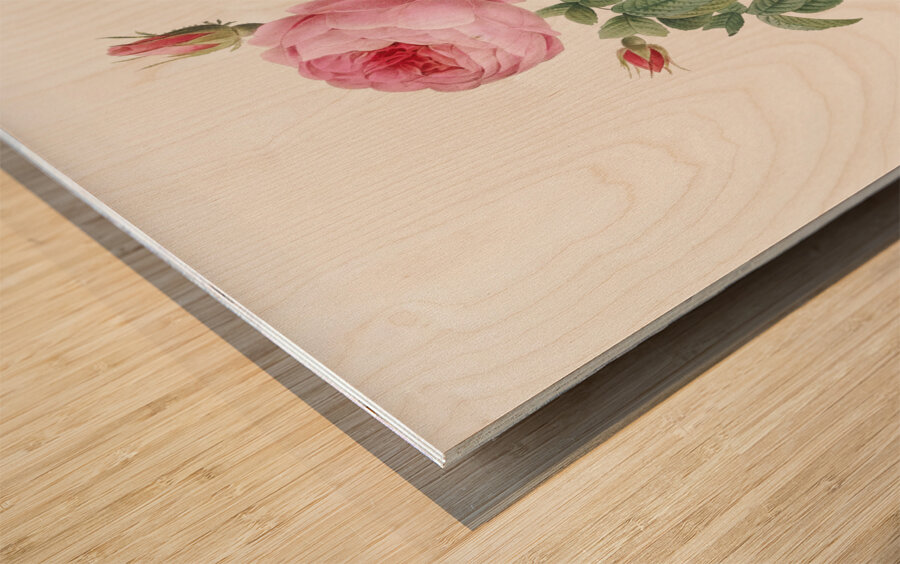 Provence rose in bloom Wood print