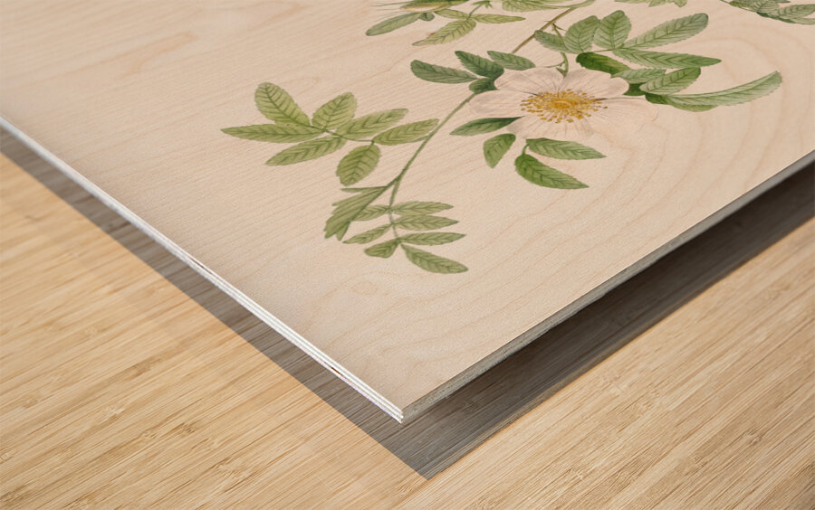 White rose shrub Wood print
