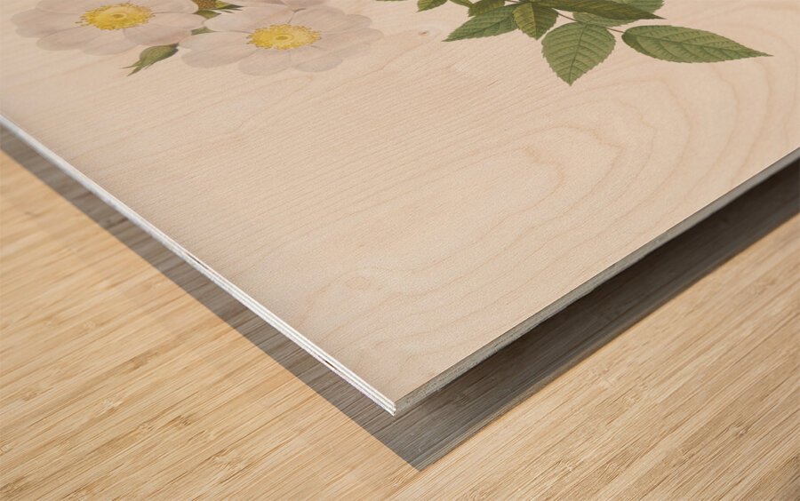 White rosa collina rose Wood print