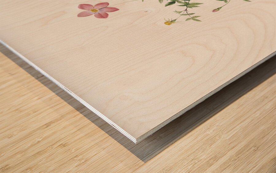 Blooming pink roses Wood print