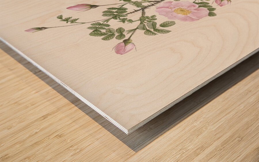 Pink scotch briar rose Wood print