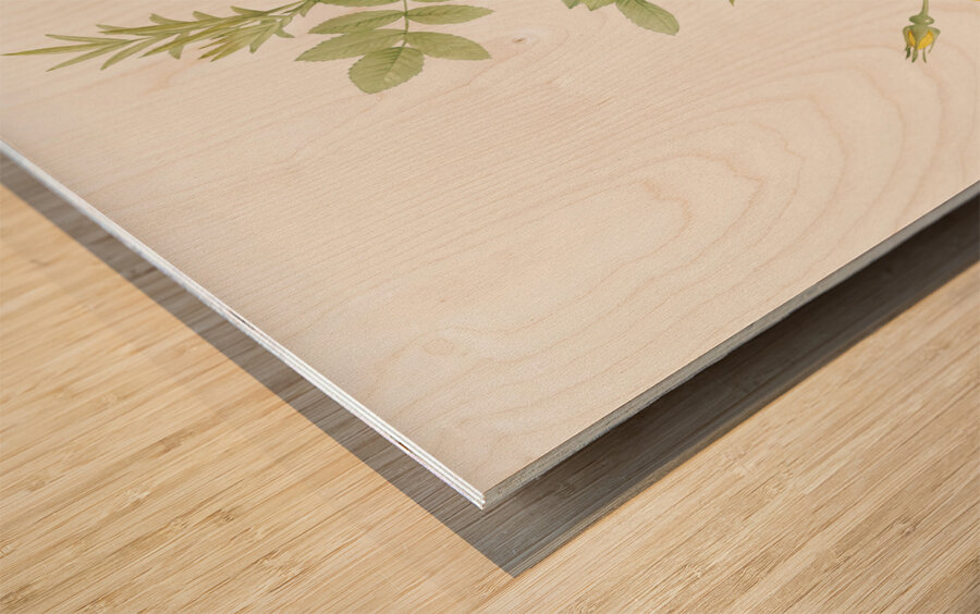 Yellow sweetbriar roses Wood print