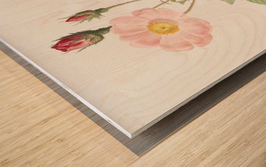 Vintage Musk rose Wood print