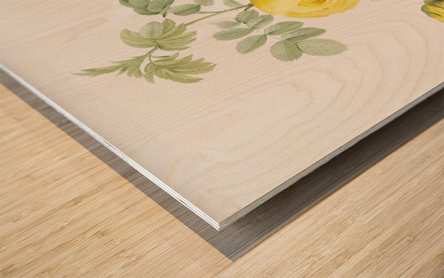 Pink Agatha rose Wood print