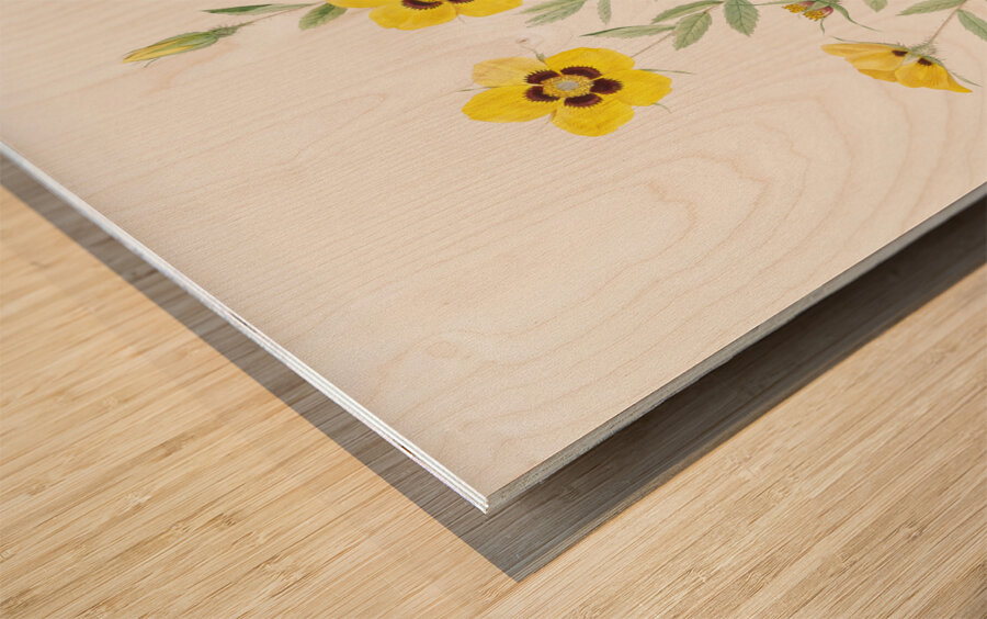 Vintage Rosa persica rose Wood print