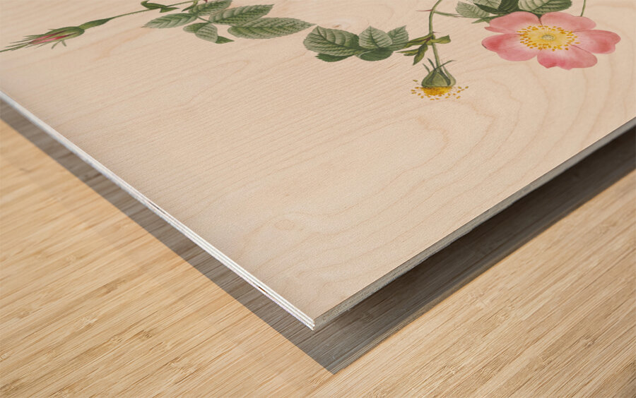 Pink Austrian copper rose Impression sur bois