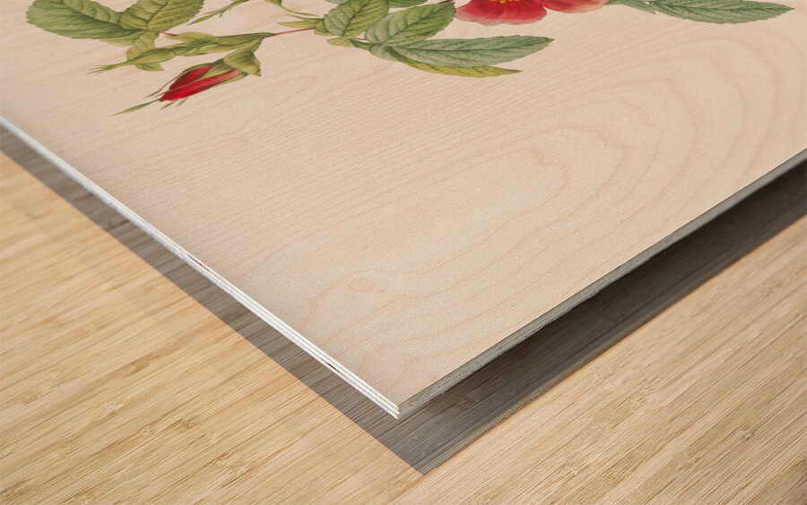 Blooming single may rose Wood print