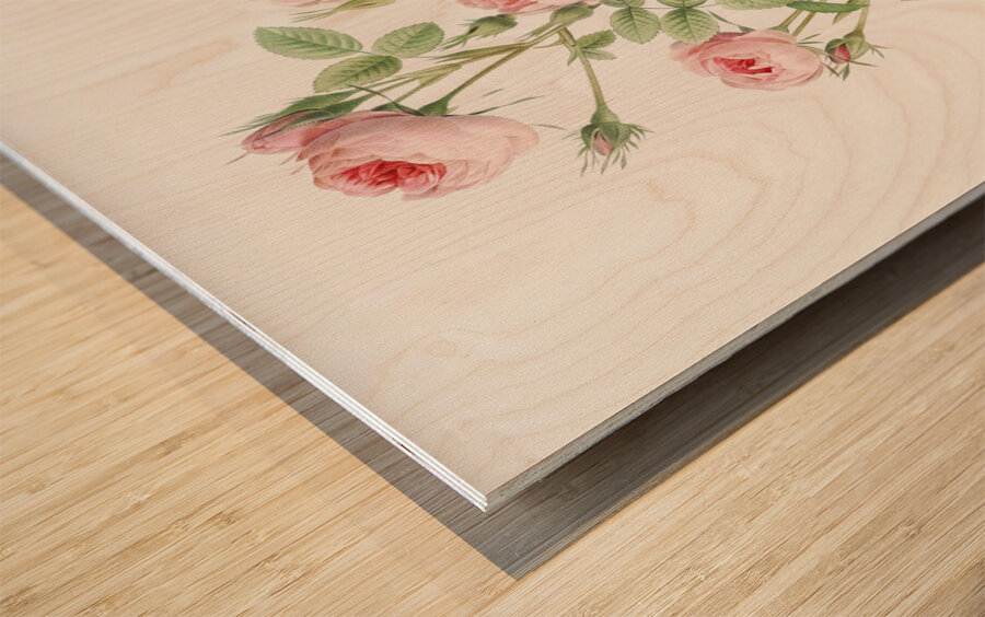 Blooming pink rosebush Wood print