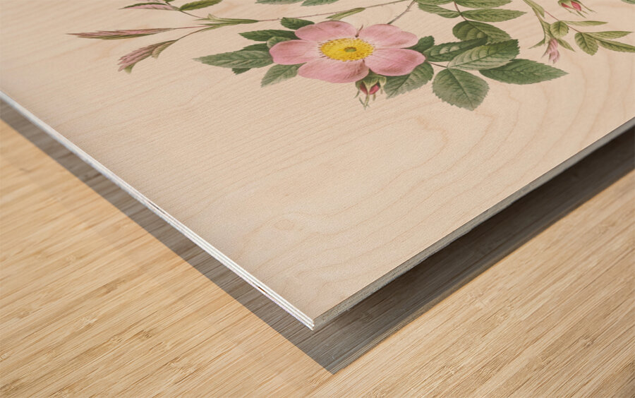 Vintage malmedy rose Wood print