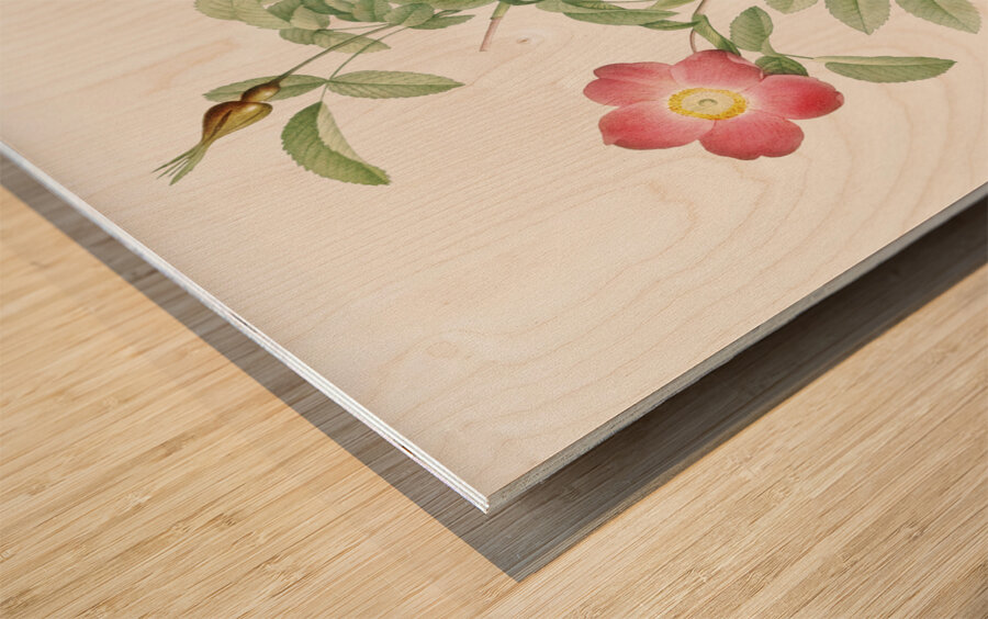 Pink alpine rose Wood print