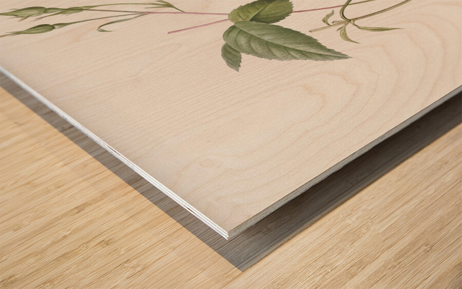 Red bengal rose Wood print