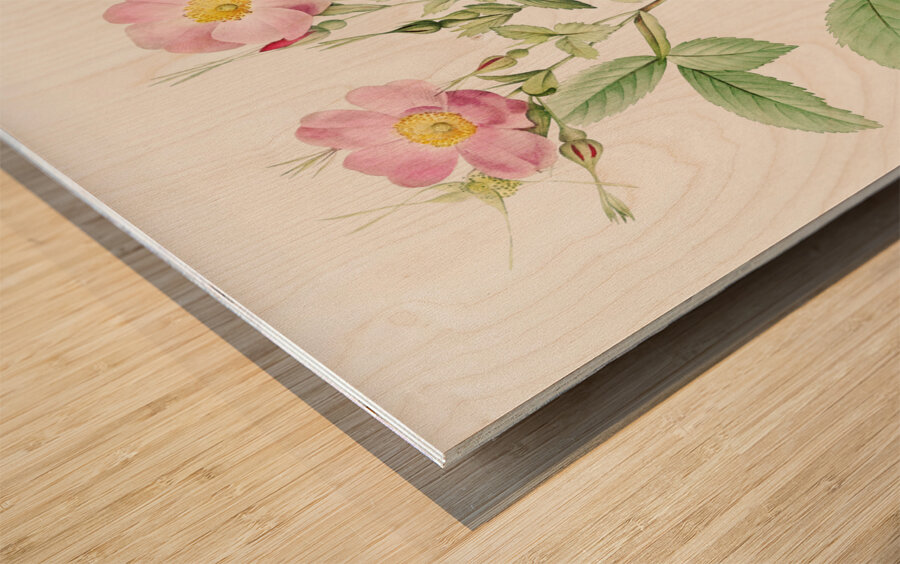 Pink alpine roses Wood print