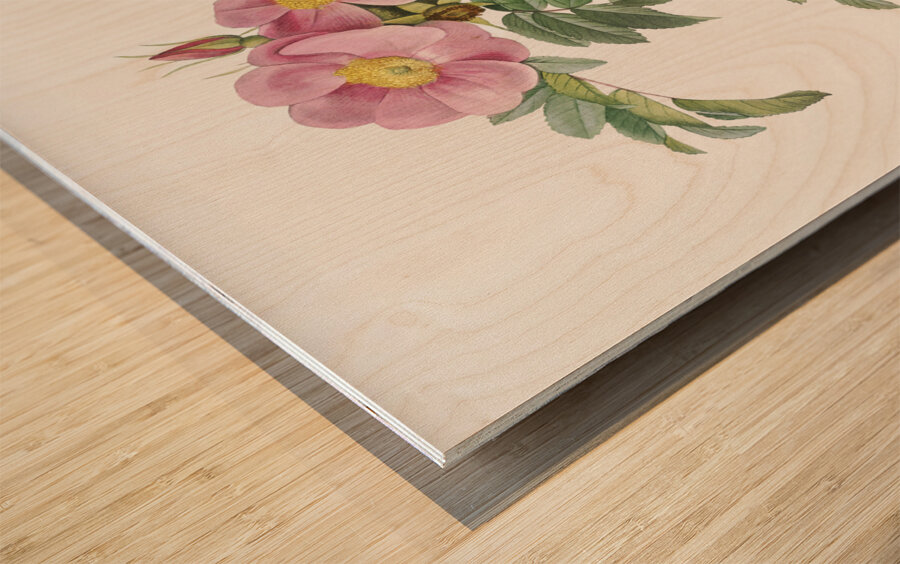 Rosa lucida rose Wood print