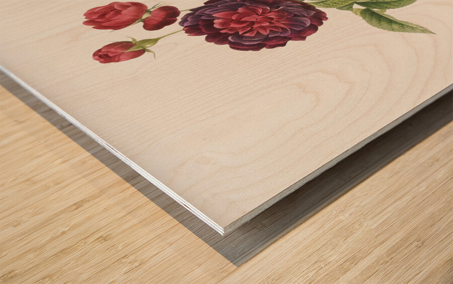 One hundred leaved rose Wood print