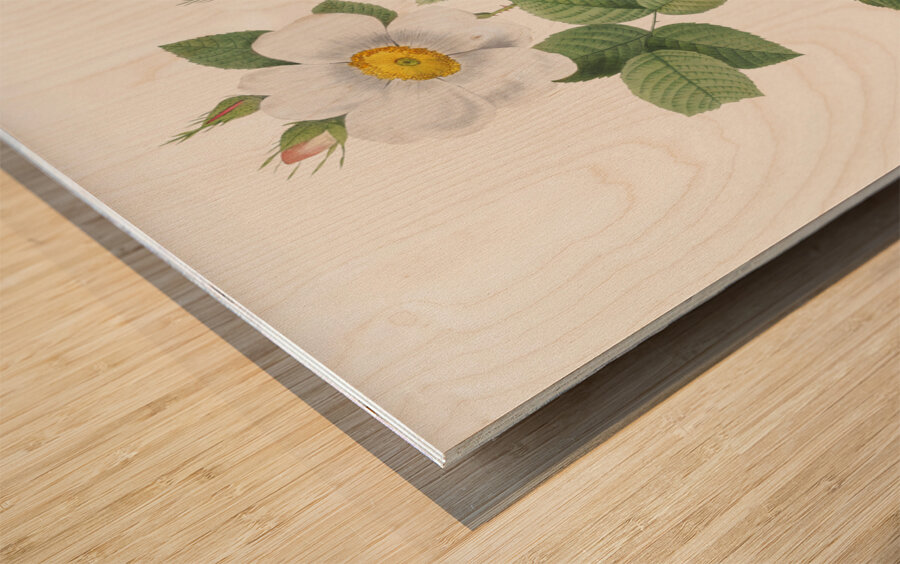 Blooming white roses Wood print