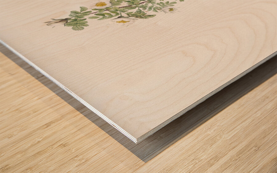 White burnet roses Wood print