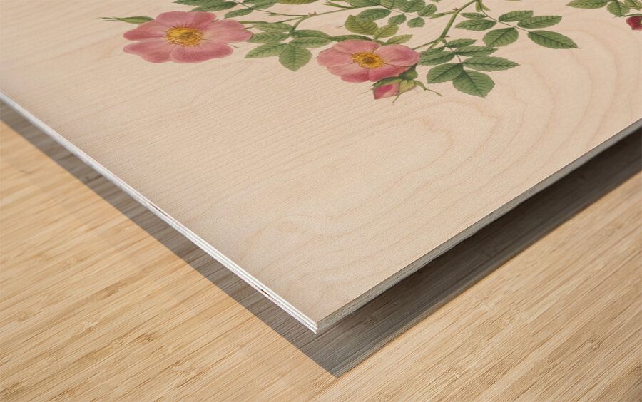 Vintage Provence rose Wood print