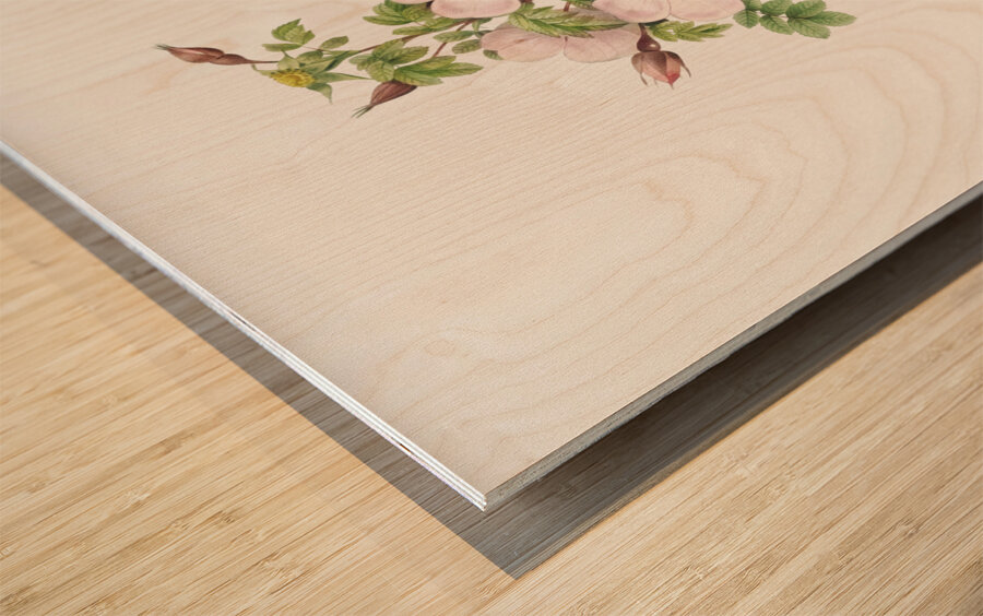 Vintage thornless Burnet rose Wood print