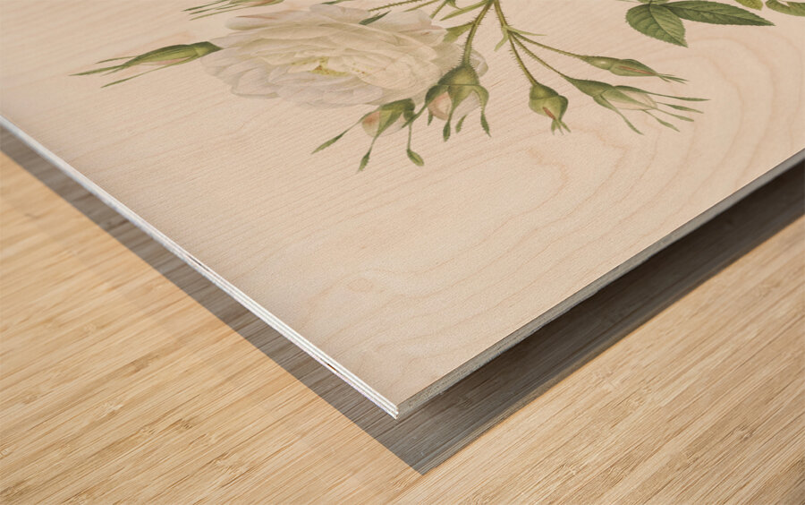 Vintage thornless Burnet rose Wood print