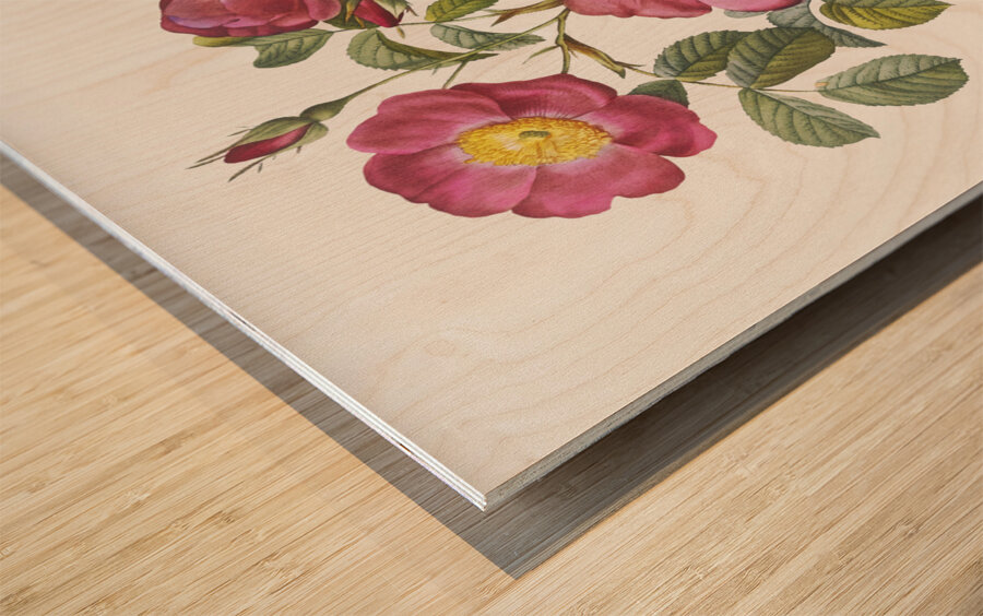 Rose of love in bloom Wood print